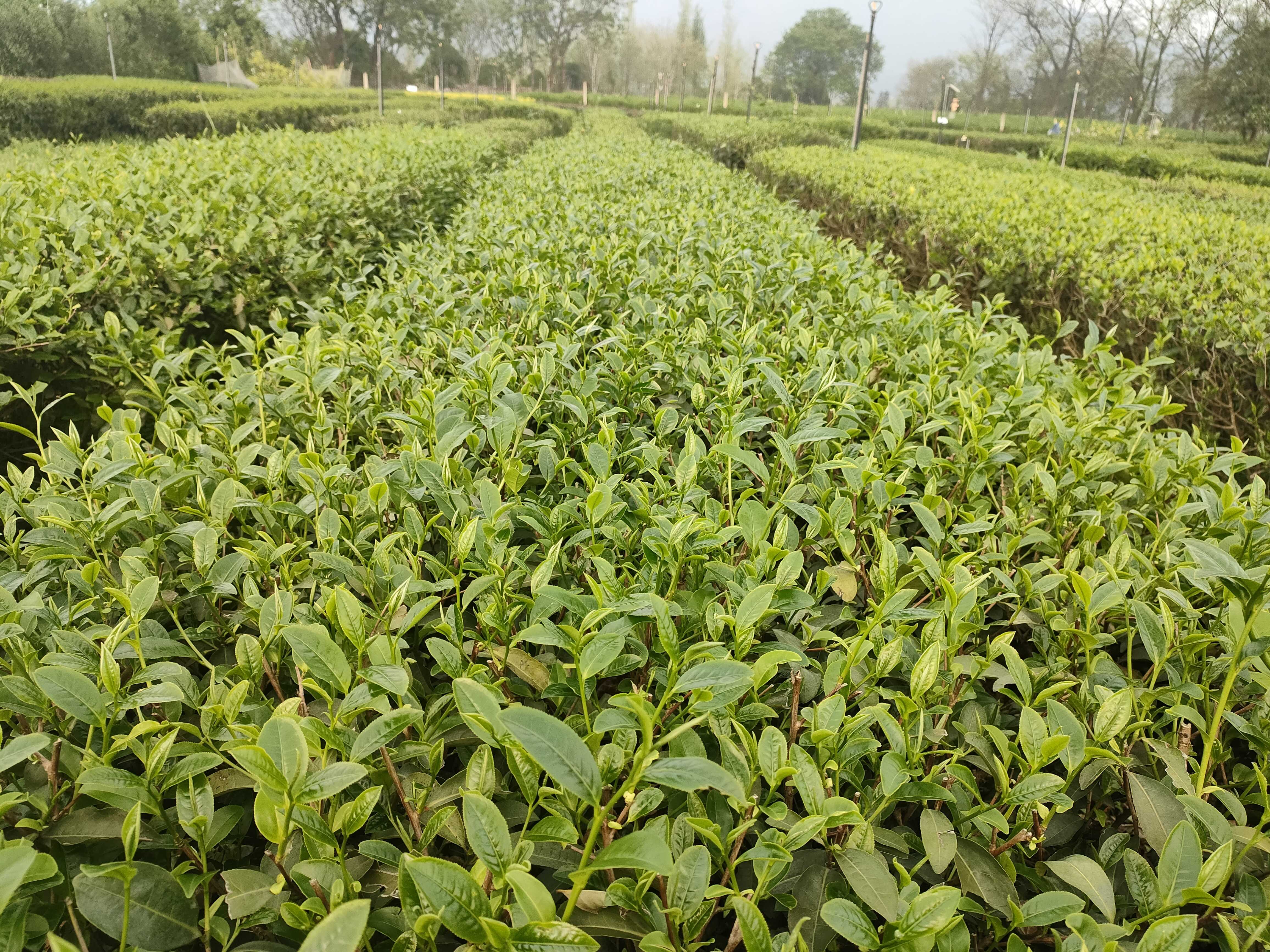 2-2 春季树冠.jpg