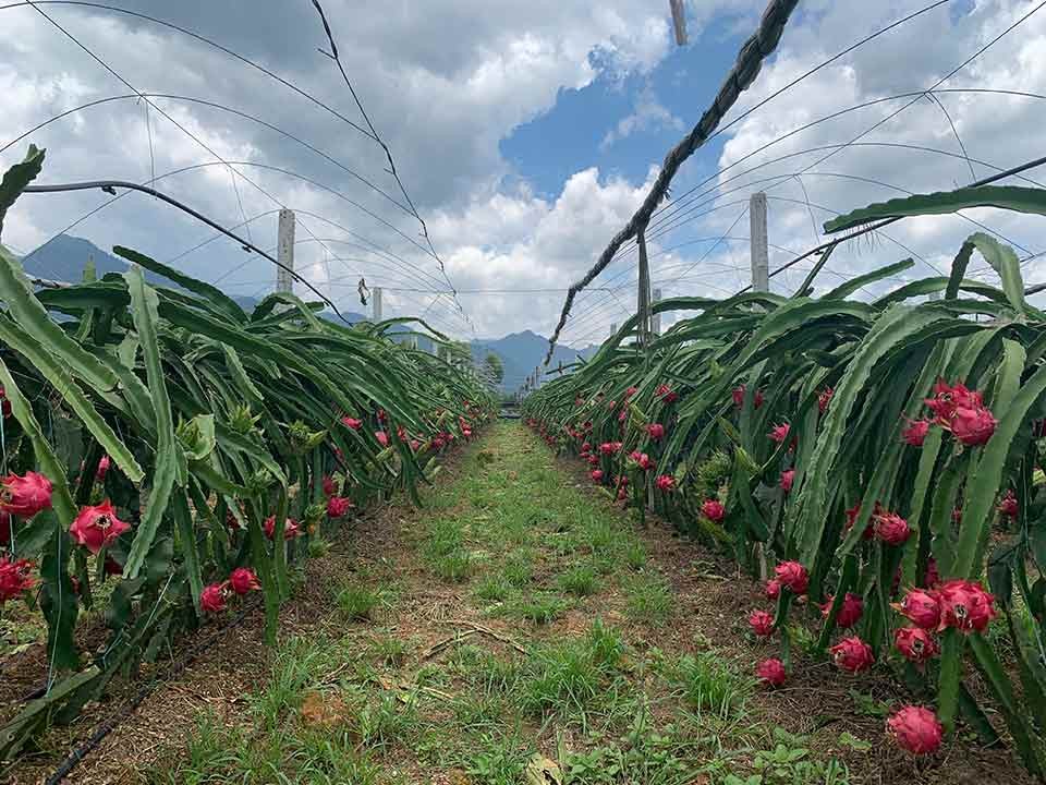 广西富川荣荣农业开发有限公司“瑶川果魅”火龙果