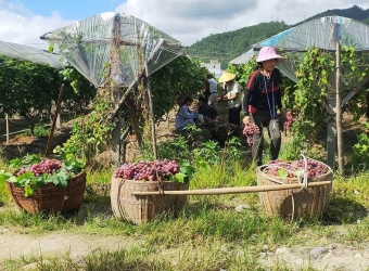 资源县资江源红提农民专业合作社“资江源”葡萄、猕猴桃