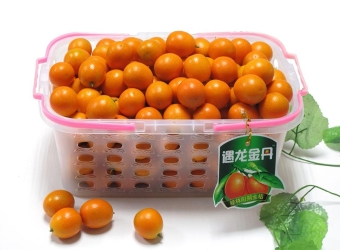 阳朔金桔