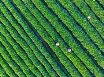 三江茶
