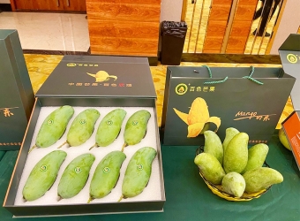 田东县平马镇百冠果蔬农民专业合作社 “百冠”牌芒果 