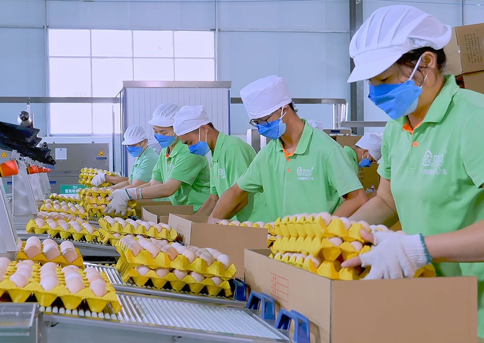 广西农贝贝农牧科技有限公司 可生食富硒鲜鸡蛋