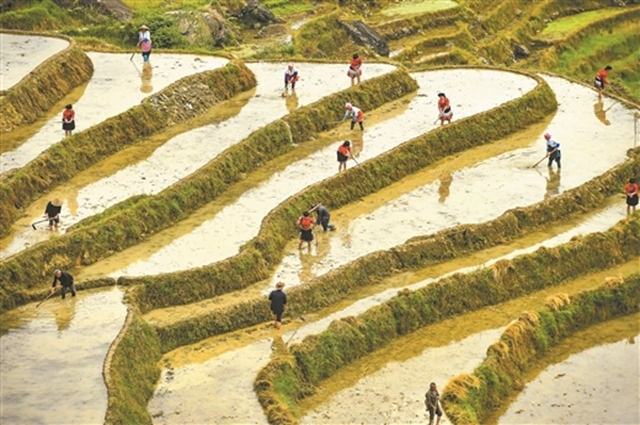 村民在梯田里开耕.jpg