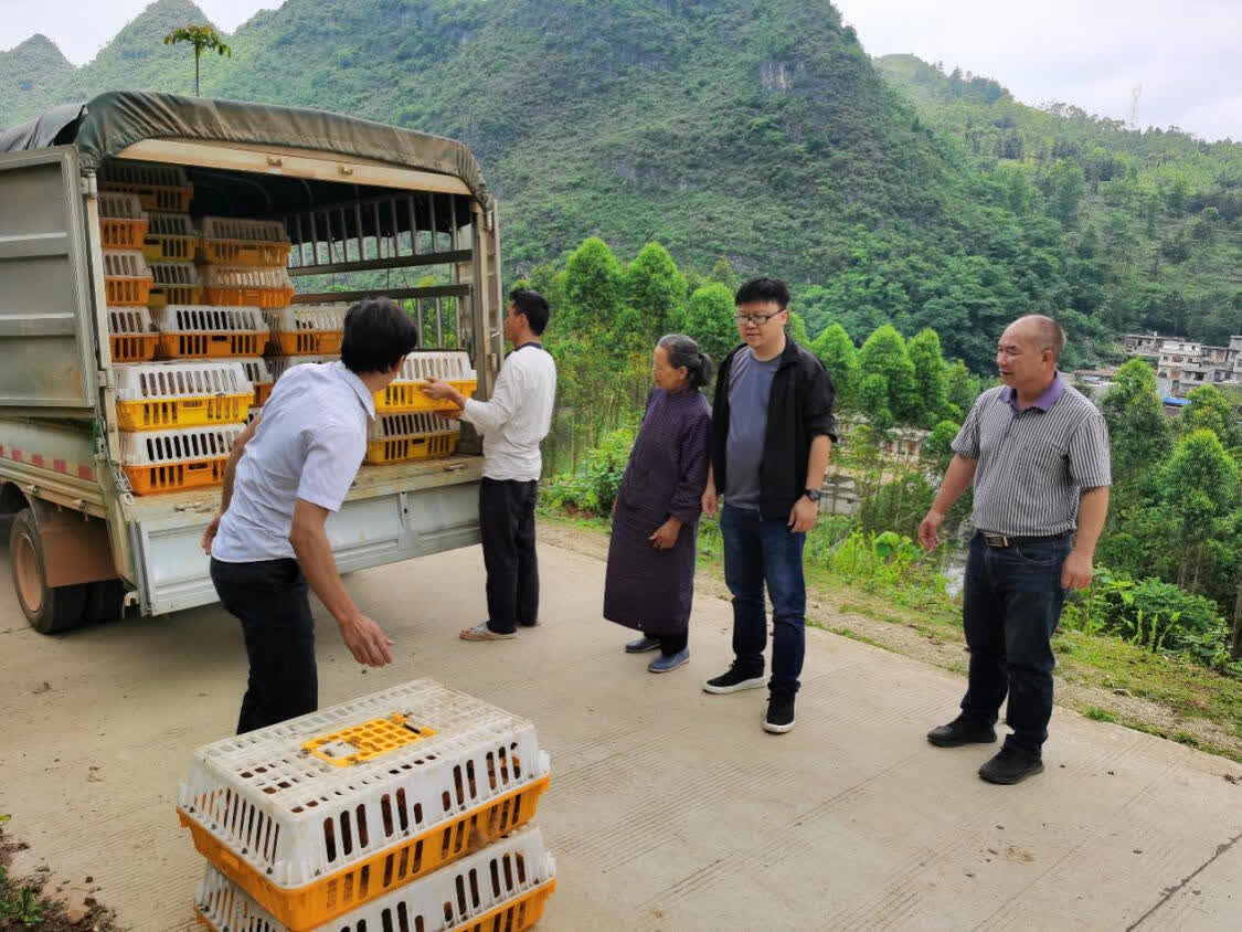 山窝窝飞出"金凤凰" ——广西百色市靖西市禄峒镇必隆