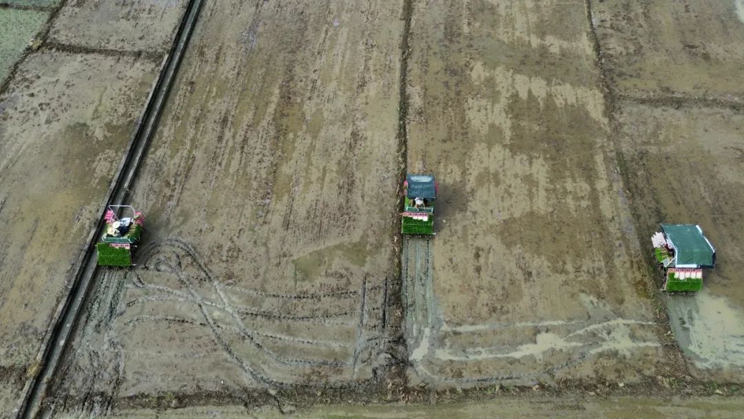 平南县机械化赋能水稻种植 合理密植为秋收夯实基础