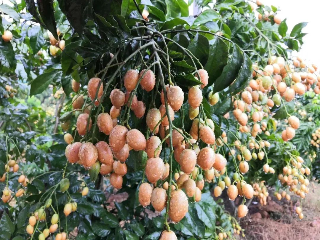 贵港市：黄皮喜迎丰收铺就甜蜜致富路_贵港_广西壮族自治区农业农村厅