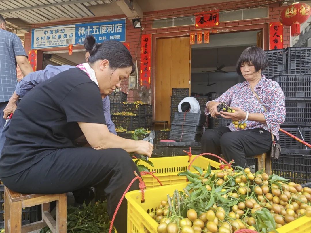 贵港市：黄皮喜迎丰收铺就甜蜜致富路_贵港_广西壮族自治区农业农村厅