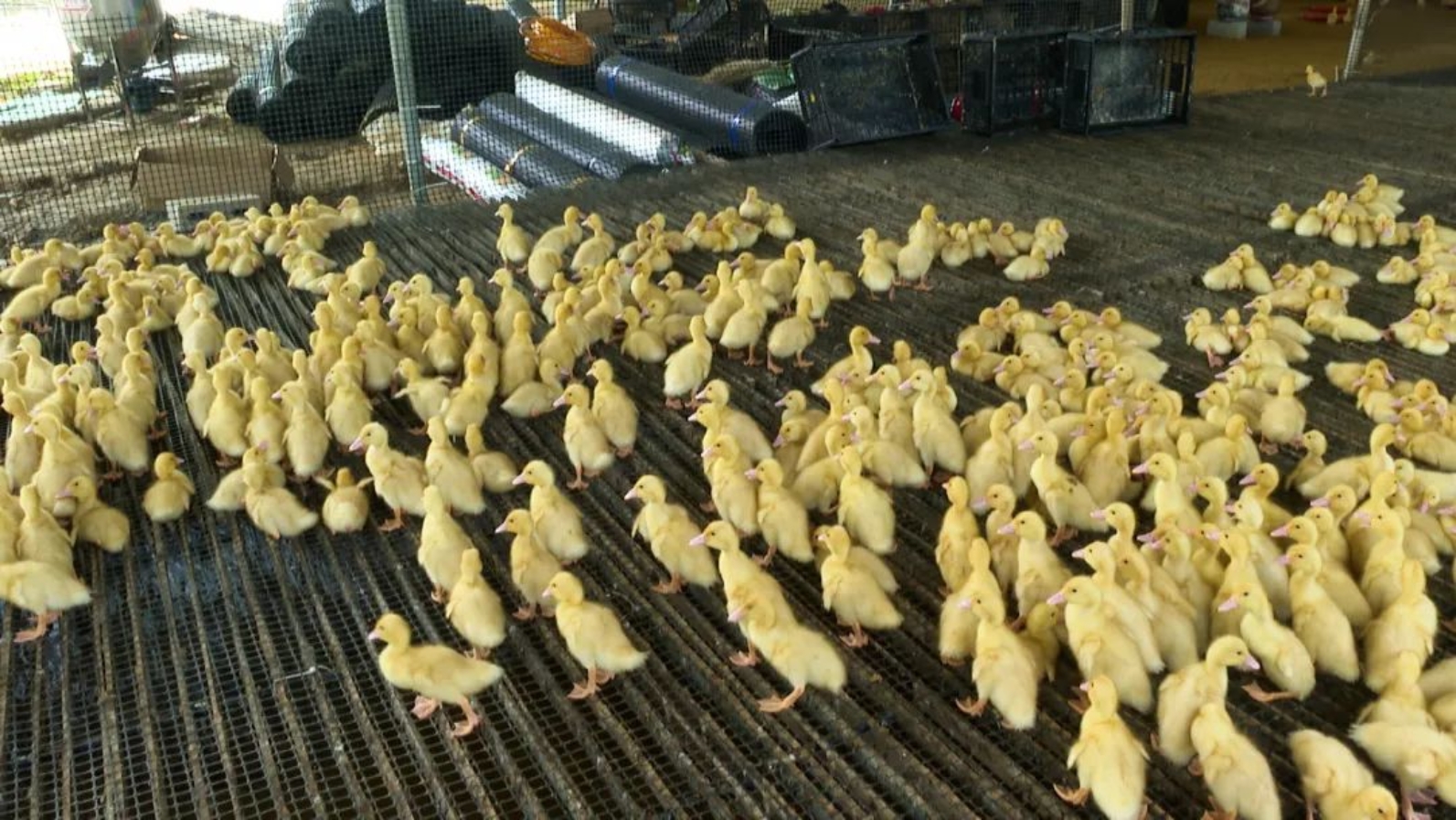 开局“十五五” 奋斗正当时丨周周有宝博体育- 宝博体育官网- 宝博体育APP下载 BaoBoSports比赛今年招远大户陈家村的比赛排得满满当当