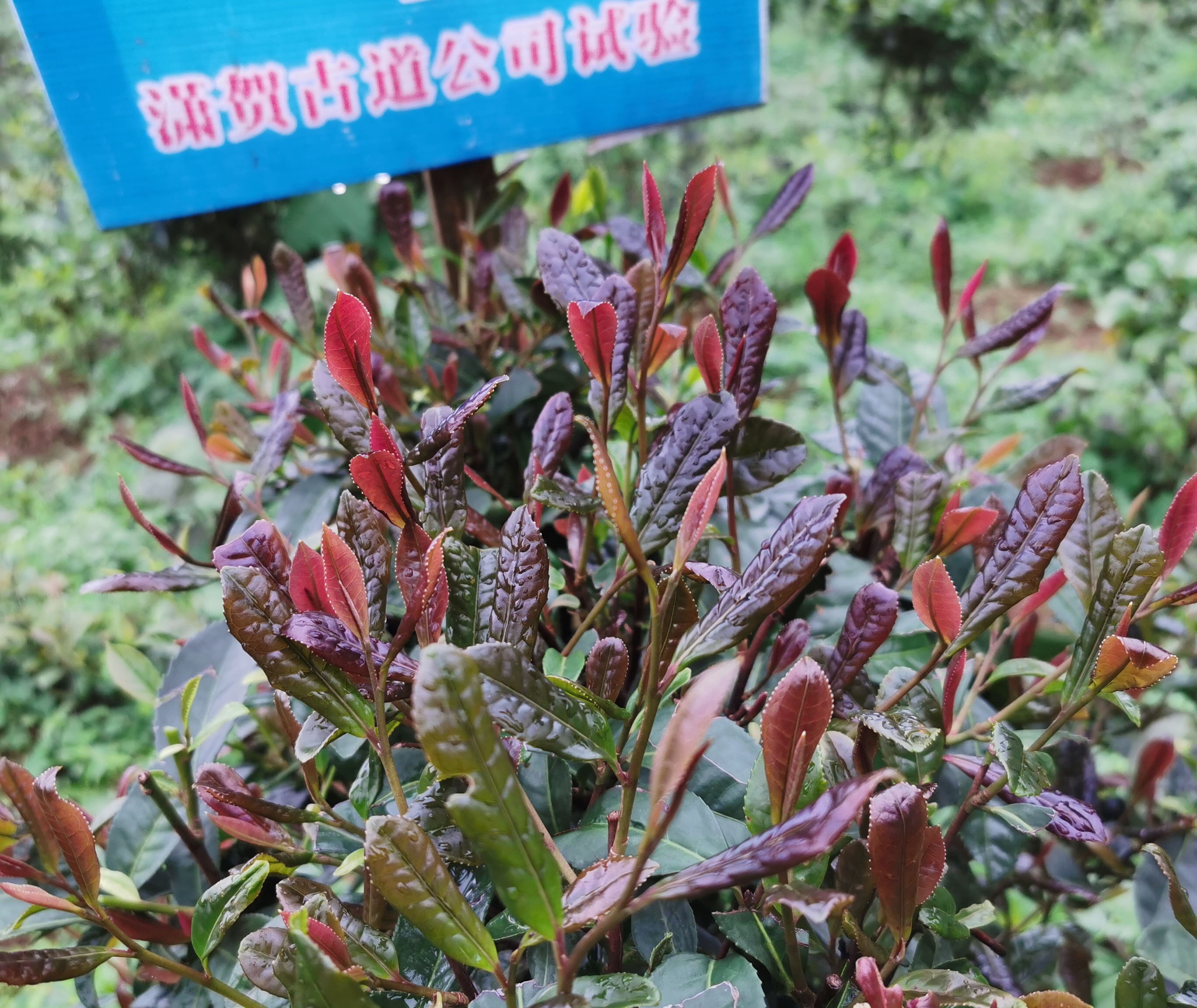 大力支持特色茶(紫茶)资源开发 助力贺州茶产业高质