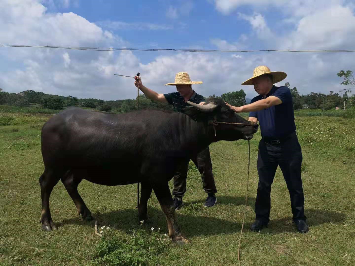 高清水牛耕牛视频下载素材,水牛耕牛素材模板下载