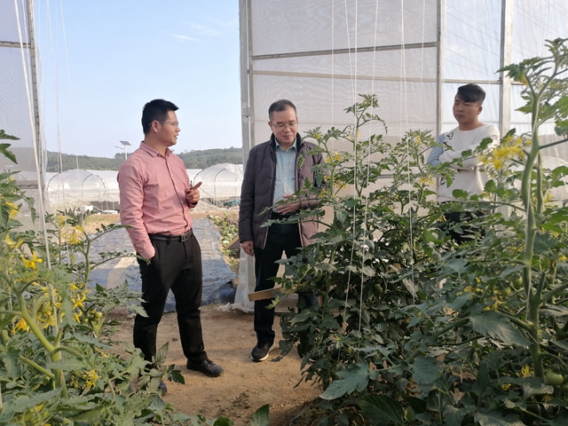 促进增长保供 自治区农业技术推广站到江南区调研蔬菜生产情况