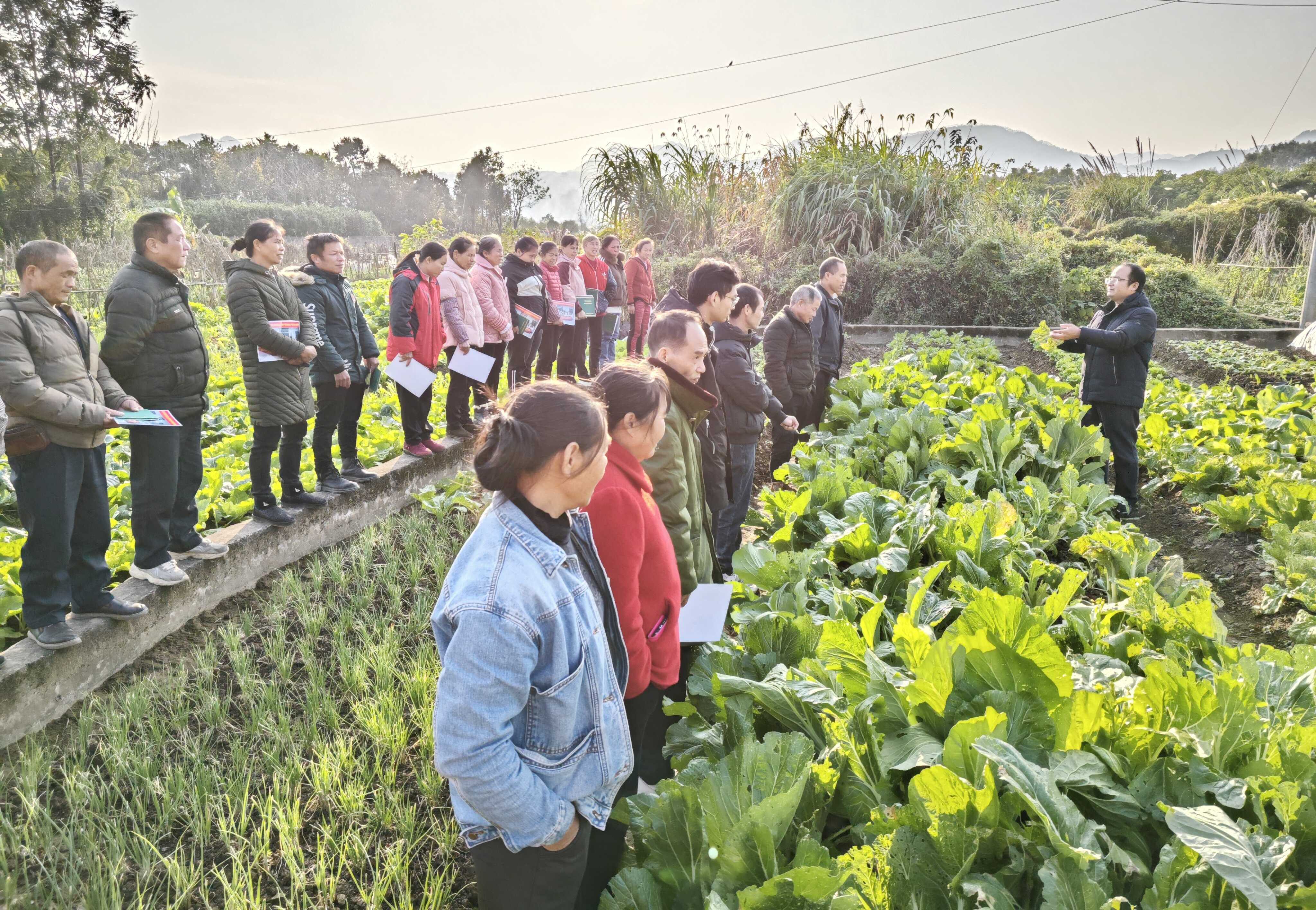 广西梧州农业学校开展高素质农民跟踪服务，助力蒙山县探索 “稻菜轮作”增收新路子