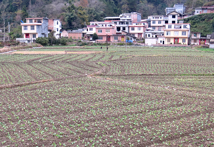 南丹县城关镇拉易村冬种油菜长势良好