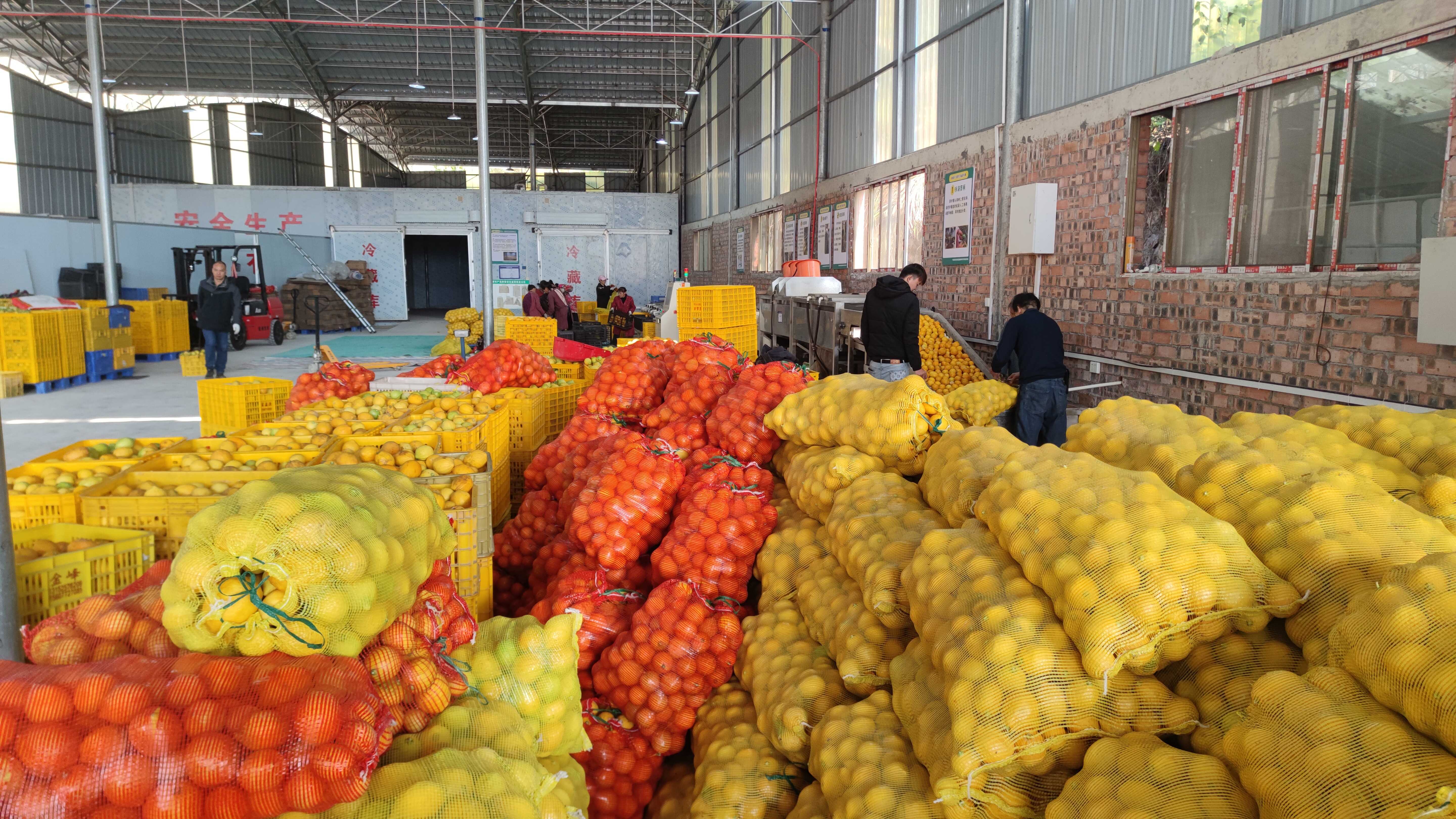 北牙瑶族乡潘洞村的富鑫源种养农民专业合作社柠檬存储加工车间生产情形.jpg