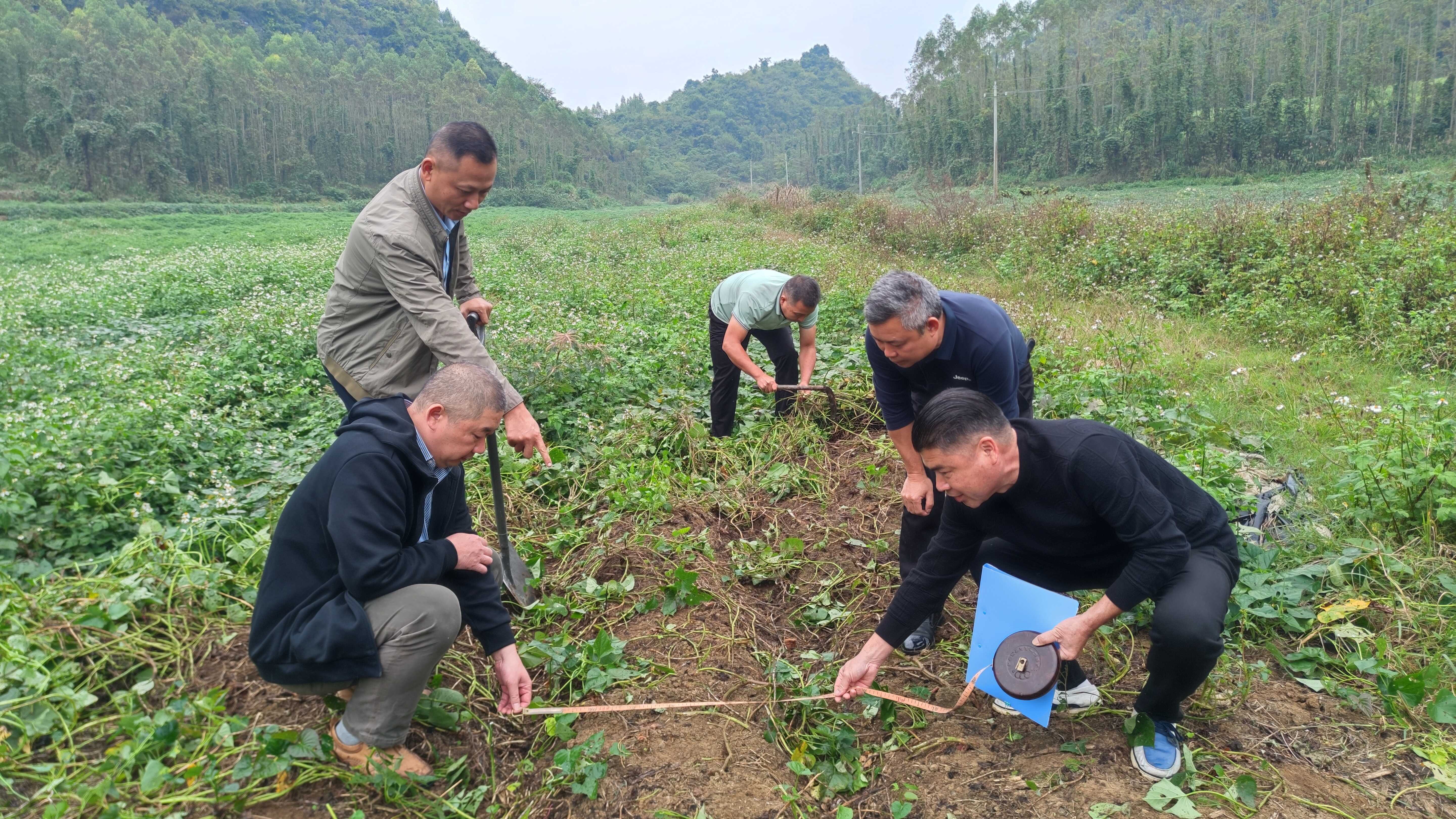 宜州区农业农村局的广西科技特派员小组在石别镇清潭开展红薯单产测产工作.jpg