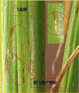 近期第三代两迁害虫及稻纹枯病发生动态和发生预计