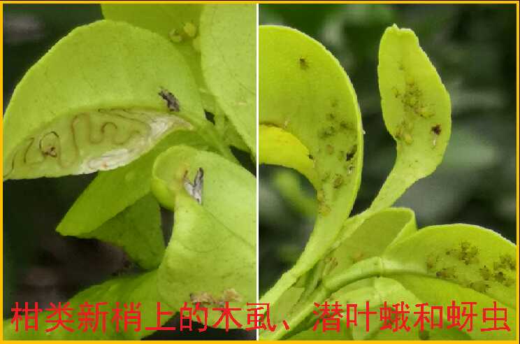 柑橘夏梢期病虫发生动态及防控工作意见_来宾_广西壮族自治区农业农村厅