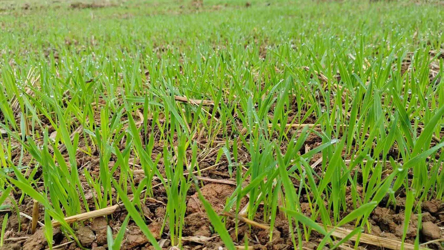 土壤墒情好,三里镇慕古村“旱改水”播下的冬小麦 (2).jpg