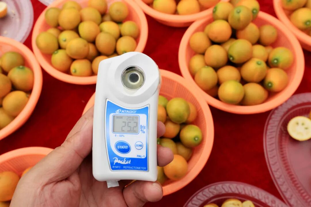 在融安县大将镇融安金桔产业融合发展示范园,评委们对参赛金桔进行评比。(谭凯兴 摄)