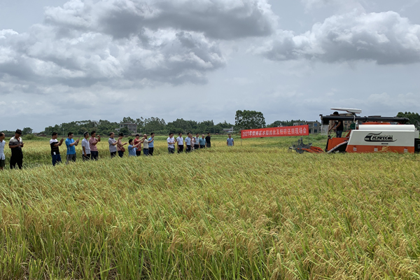 水稻收割现场演示副本.jpg