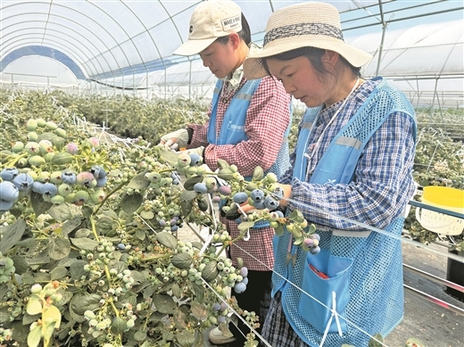 开元体育在希望的田野上(图1)