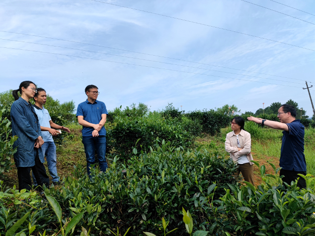 阮建云一行在苍梧县梨埠镇沙地村生态茶园调研指导副本.jpg