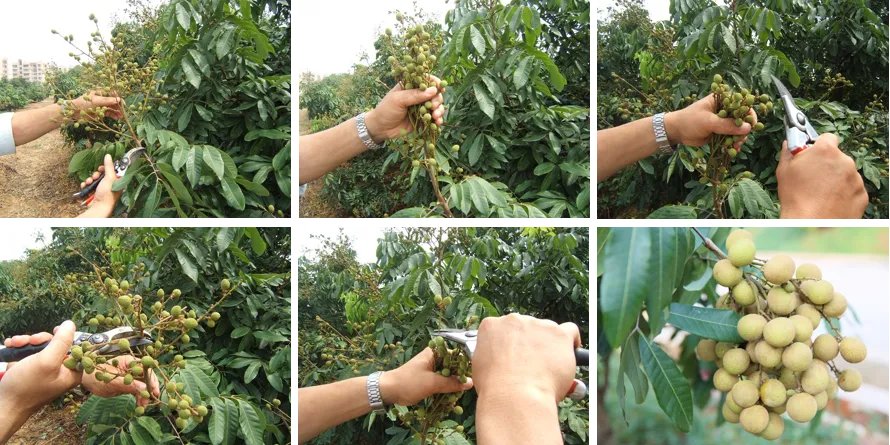 龙眼果期科学管理技术要点(图1)