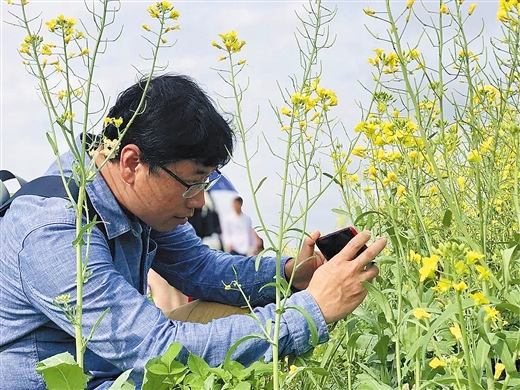 油菜花海美如画_休闲农业_广西壮族自治区农业农村厅