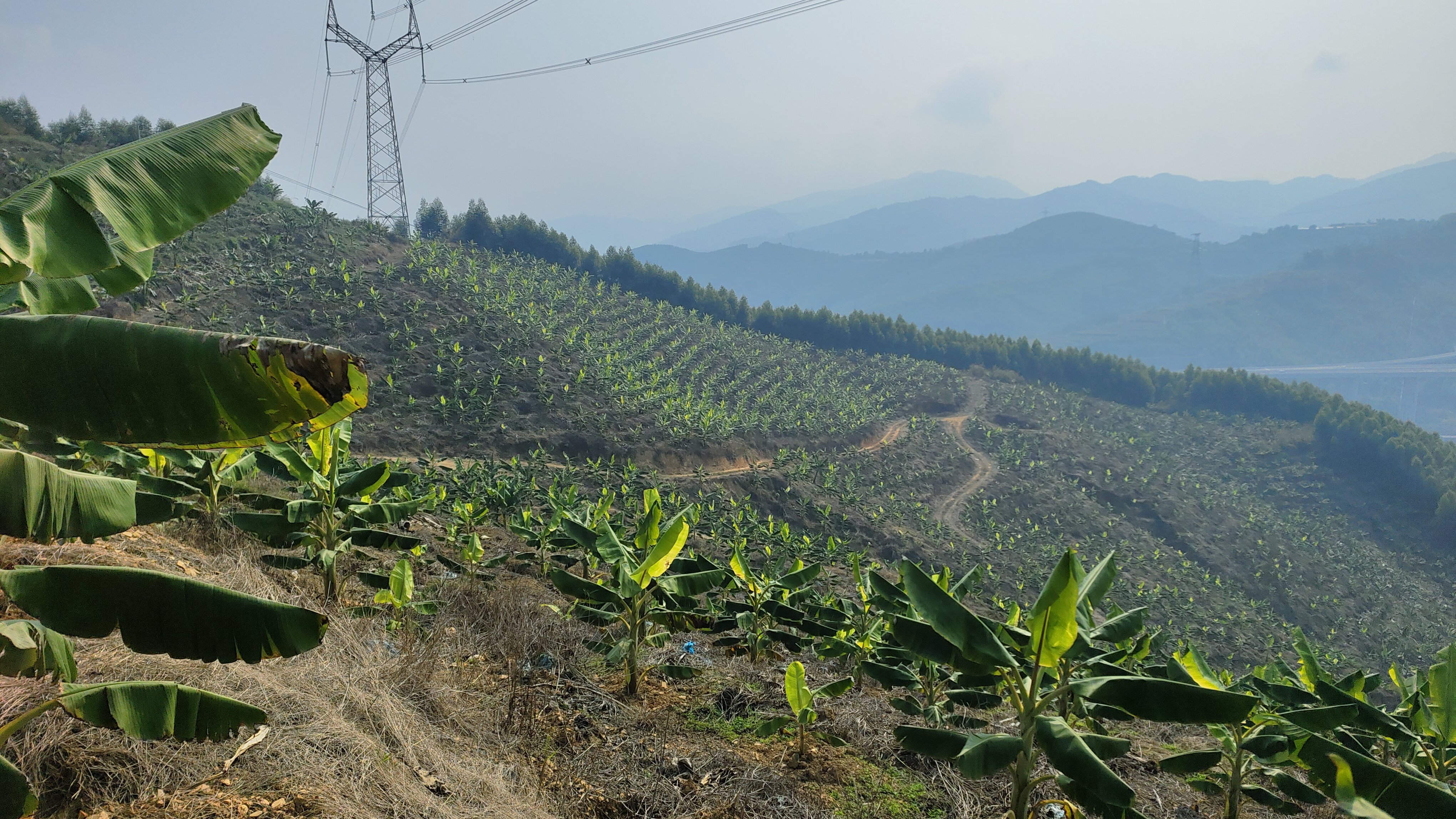 广西香蕉创新团队首席到百色隆林指导工作 (1).jpg