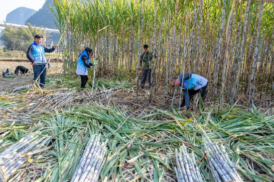 图为宜州烟草驻村队员联合村干部帮助困难群众砍收甘蔗。陈兵 摄