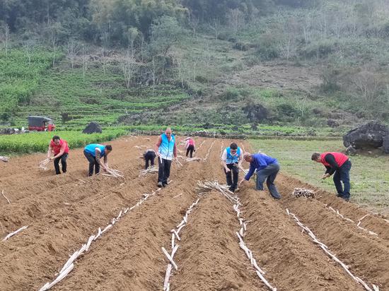 图为宜州烟草驻村队员联合村干部帮助困难群众种植甘蔗。梁枫 摄